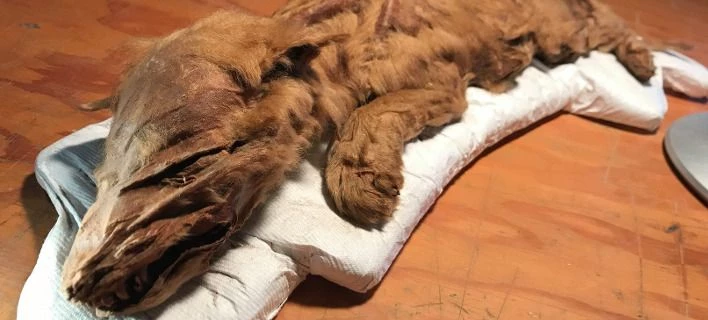 Βρέθηκε μουμιοποιημένος λύκος ηλικίας 50.000 ετών στον Καναδά (βίντεο)